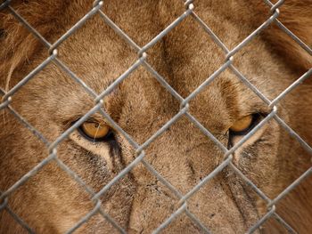 Close-up of lion in cage