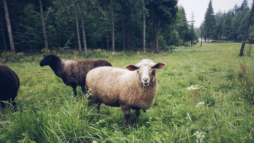 Cows grazing on grassy field