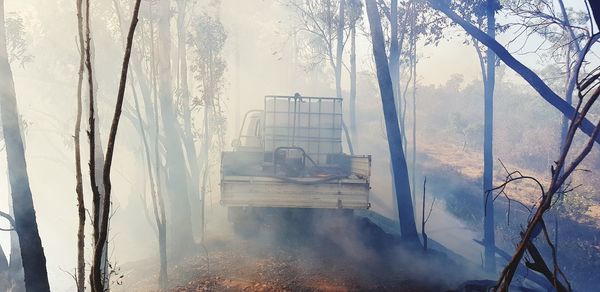 View of bare trees in forest during fire