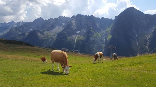 Cows grazing in a field in the alps