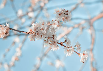 Low angle view of cherry blossom