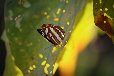 Close-up of butterfly on leaf