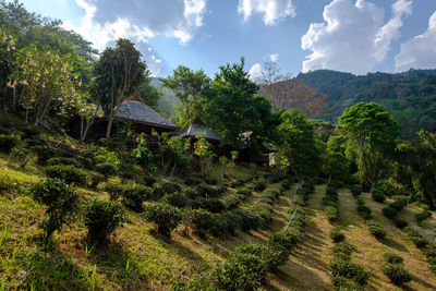 Trees and plants growing on field against sky