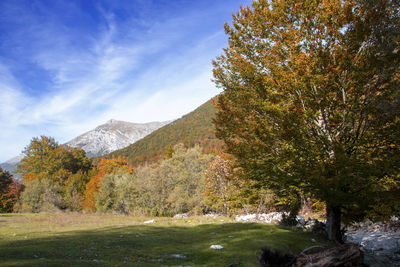 Trees on mountain against sky during autumn