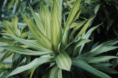Full frame shot of green plant