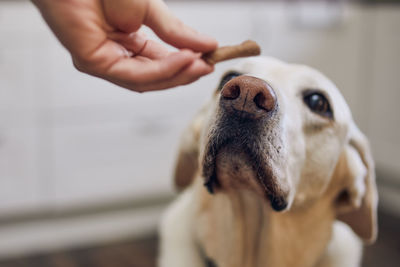 Man with his obedient dog at home. cute labrador looking up at his pet owner hand giving cookie.
