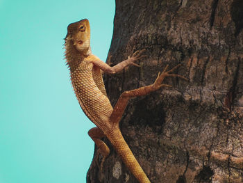 Low angle view of lizard on tree trunk