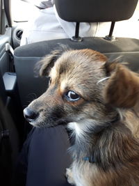 Close-up portrait of dog in car