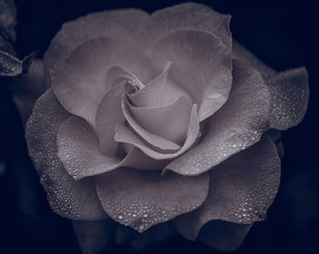 Close-up of rose bouquet against black background