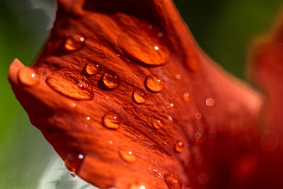 Close-up of wet red flower