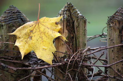 Close-up of dry leaves on tree