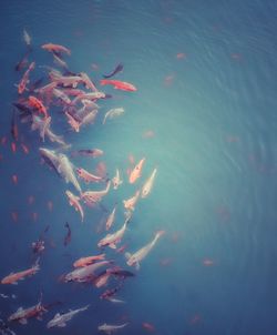 School of fish swimming in lake