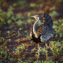 Close-up of a bird