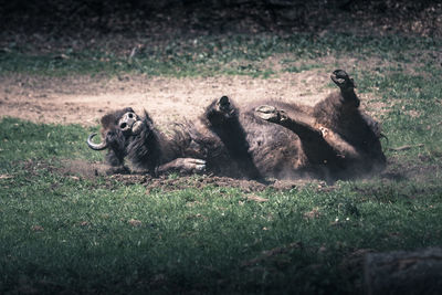 European bison lying on land