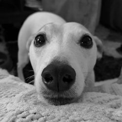 Close-up portrait of dog