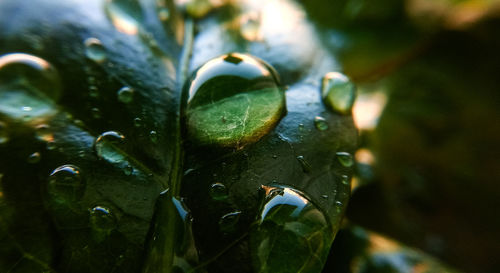 Close-up of raindrops on leaf