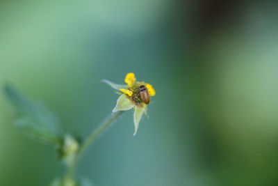 Close-up of bee pollinating on yellow flower