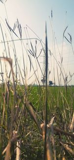 Close-up of crop growing on field