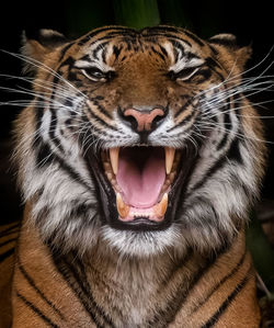 Close-up of tiger