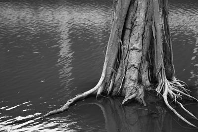 Close-up of tree trunk in lake