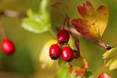 Close-up of red berries growing on tree