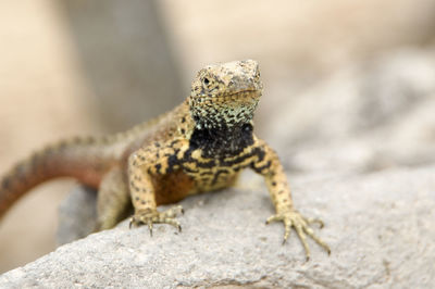 Close-up of lizard on rock