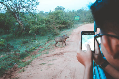 Man photographing pig through mobile phone on dirt road