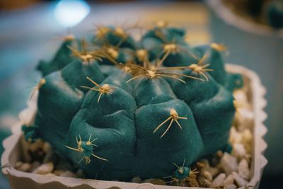 Close up photo of a round shape cactus