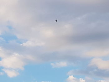 Low angle view of bird flying in sky