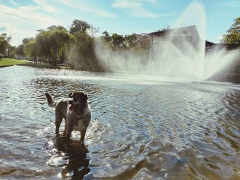 Dog on lake against sky