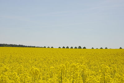Scenic view of oilseed rape field against clear sky