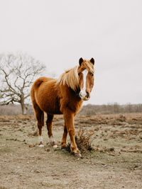 Horse standing in a field