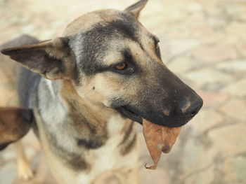 Close-up of dog looking away