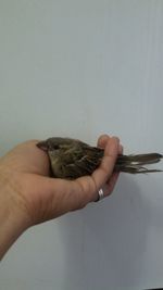 Close-up of hand holding bird over white background