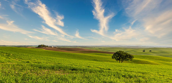 Scenic view of agricultural field against sky