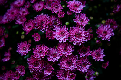 Close-up of pink flowering plants