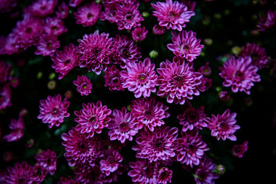 Close-up view of purple mums flower blooming in the garden