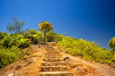 Scenic view of trees against clear blue sky