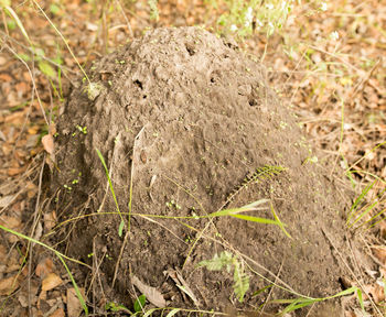 High angle view of animal on field