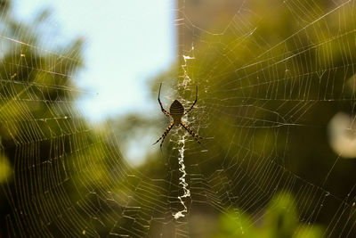 Close up of spider web