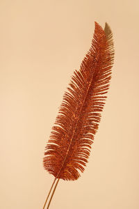Golden red feather on a yellow background with copy space
