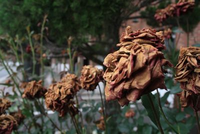 Close-up of plants against blurred background