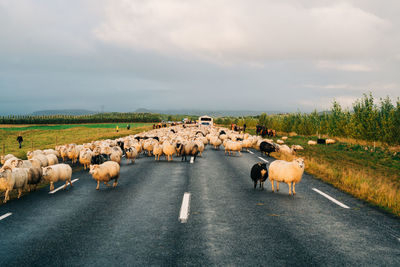 View of sheep on road