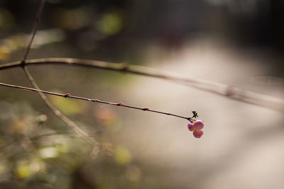 Close-up of twigs