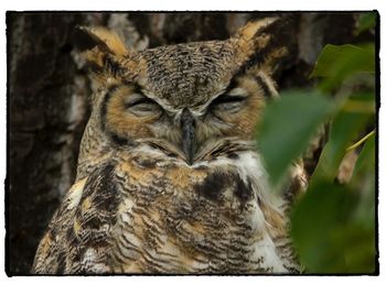 Close-up of owl perching outdoors