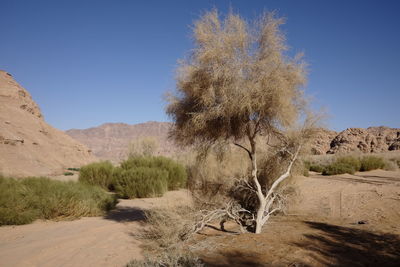 Trees on landscape against clear blue sky