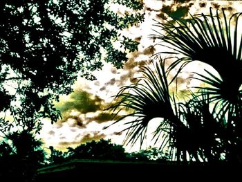 Low angle view of palm trees against sky