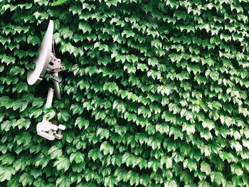 Close-up of green leaves