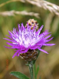 Close-up of purple flower blooming outdoors