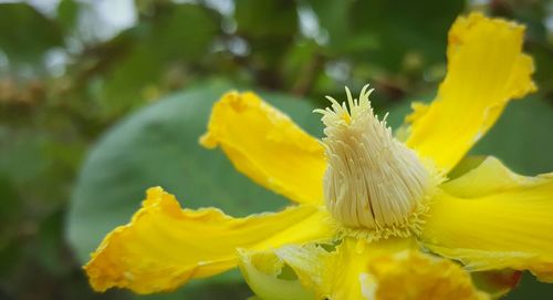Close-up of yellow flowers